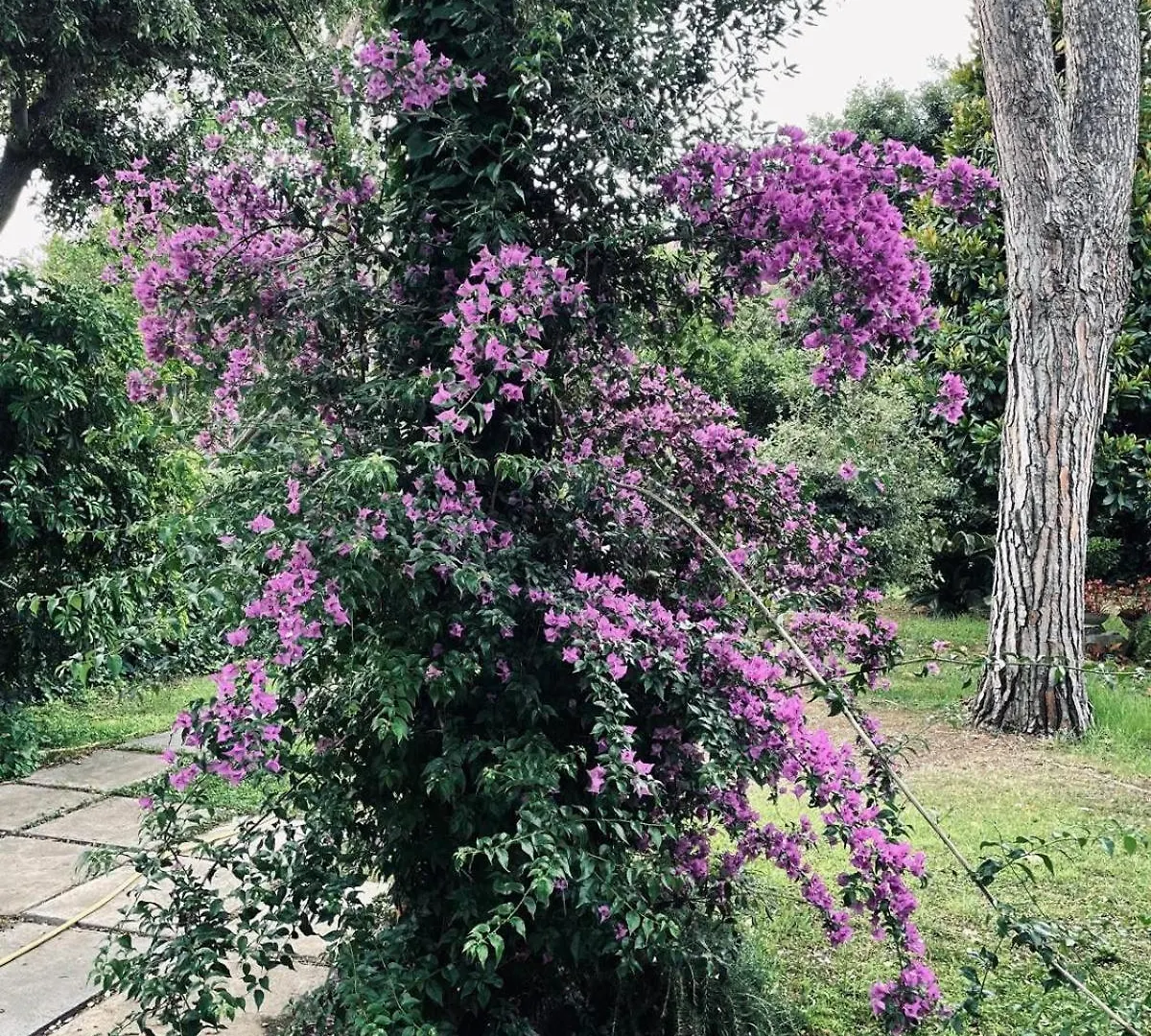 Villa Fiorella Fregenae Appartamento